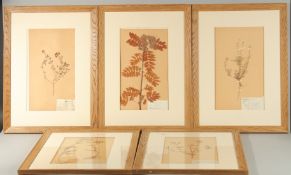 A GOOD SET OF FIVE DRIED AND PRESSED FLORA AND FAUNA ARRANGEMENTS uniformly framed and glazed.