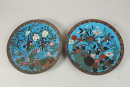 A PAIR OF CHINESE BLUE GROUND CLOISONNE DISHES, decorated with birds and flora, 30cm diameter.