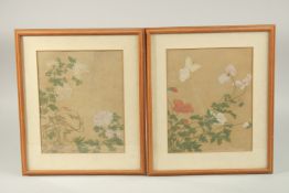 A PAIR OF CHINESE FLORAL PAINTINGS ON SILK, framed and glazed.