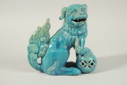 A CHINESE TURQUOISE GLAZE PORCELAIN LION DOG, 20.5cm high.