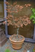 A large faux terracotta plant pot containing a small tree.