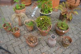 A quantity of terracotta and other plant pots containing various plants and shrubs.