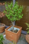 A large faux terracotta square shaped planter containing a small tree.