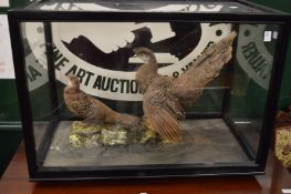 A large display case containing a pair of stuffed and mounted game birds.