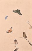 19th Century China Trade, a study of six butterflies, watercolour and white, 17.5