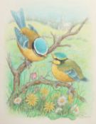 Ella Bruce (20th Century) A Blue Tit feeding her chick on a branch with Spring flowers below,