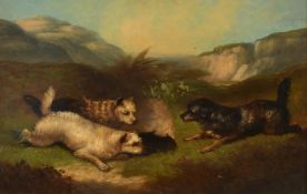 19th Century English School, a scene of three terriers hunting for rabbits, oil on canvas, 8
