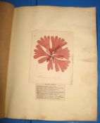 [SEAWEEDS, etc.] a mid 19th c. small quarter morocco gilt album (worn) bookplate of Bouquet, with