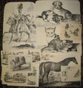 [LITHOGRAPHS] coll'n of unframed prints of CATS, DOGS, etc. (Q).