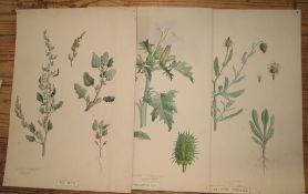 [BOTANICAL WATERCOLOURS] SAMANDARI (Ursula, ne NEWMAN) 20 watercolours on board, each 15 x 10.5