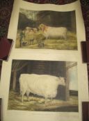 [COWS] 