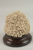 A LARGE CORAL SPECIMEN. 16cms long x 16cms high, on a wooden plinth.