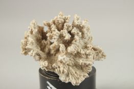 A CORAL SPECIMEN. 12cms high x 10cms wide, on a wooden plinth.
