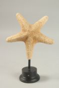 A STAR FISH SPECIMEN on a wooden plinth. 19cms x 19cms.