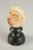 A 20 MILLION YEARS OLD AMMONITE. 6cms x 7cms, on a wooden plinth.