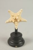 A STAR FISH SPECIMEN. 6cms x 6cms, on a wooden plinth.