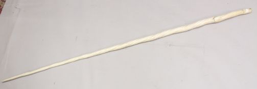 AN EARLY 19TH CENTURY NARWHAL TUSK 220cms long, weighing 4.05 kilos. Showing the expected age