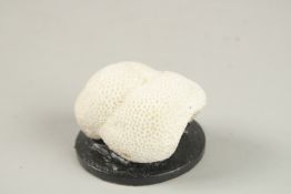 A SMALL CORAL SPECIMEN. 6cms x 4cms, on a wooden base.