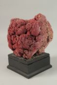 A VERY LARGE RED CORAL SPECIMEN. 19cms long x 20cms high, on a wooden plinth.