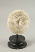 A WHITE MUSHROOM CORAL SPECIMEN. 12cms high x 10cms wide, on a wooden plinth.