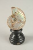 A 20 MILLION YEARS OLD AMMONITE. 5cms x 4cms, on a wooden plinth.