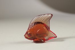 A TINY AMBER GLASS LALIQUE FISH in a Lalique box. 5cms.