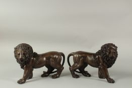 A PAIR OF BRONZE LIONS. 30cms long.