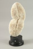 A LARGE WHITE MUSHROOM CORAL SPECIMEN. 27cms long x 11cms wide, on a wooden plinth.