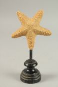 A STAR FISH SPECIMEN. 11cms x 11cms, on a wooden plinth.