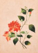 Company School, 19th Century, a botanical study, opaque watercolour, 15