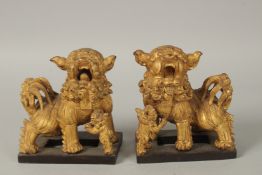 A PAIR OF CHINESE GILDED WOOD DOGS OF FO. 17cms high.