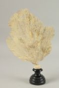 A LARGE FAN CORAL SPECIMEN. 28cms long x 22cms wide, on a wooden plinth.