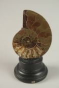 A TWENTY MILLION YEARS OLD POLISHED AMMONITE. 8cms x 6cms, on a wooden plinth.