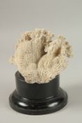 A LARGE CORAL SPECIMEN. 11cms long x 16cms wide, on a wooden plinth.