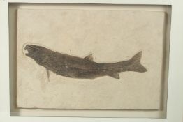 A HUGE FOSSILIZED FISH, framed and glazed. 50cms long.