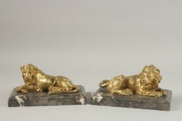 A VERY GOOD PAIR OF GILT BRONZE RECUMBENT LIONS on marble bases. 19cms long.