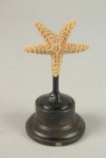 A STAR FISH SPECIMEN. 6cms x 6cms, on a wooden plinth.