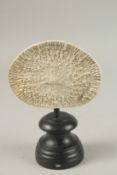 A CORAL SPECIMEN. 10cms high x 14cms wide, on a wooden plinth.