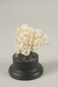 A CORAL SPECIMEN. 7cms high x 7cms wide, on a wooden plinth.