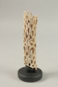 A CORAL SPECIMEN. 21cms high x 4cms diameter, on a wooden base.