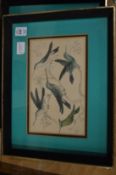 A pair of engravings depicting humming birds.
