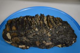 A fossilised mammoth tooth.