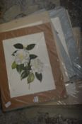 A quantity of unframed prints of flowers.