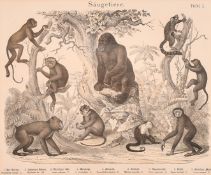 Emil Hanselmann, Circa 1886, a lithograph featuring a gorilla, monkeys and lemurs,12