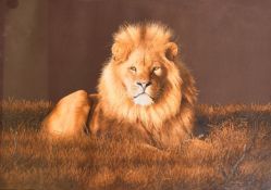 John Mould, Circa 1983, a study of a lion bathed in sunlight, oil, signed, 20