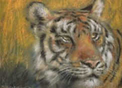 Joel Kirk (b. 1948), a head study of a tiger, pastel, signed, 5