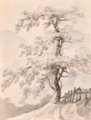 19th Century English School, a study of a tree in a landscape, watercolour and ink, 11.5