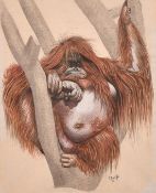 P. A. Walker, Circa 1986, a study of an orangutan in a tree, watercolour, signed, 11