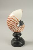 A NAUTILUS SHELL SPECIMEN. 13cms high x 9cms wide, on a wooden plinth.