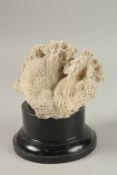 A LARGE CORAL SPECIMEN. 11cms long x 16cms wide, on a wooden plinth.